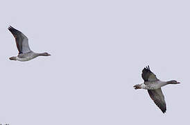 Greater White-fronted Goose