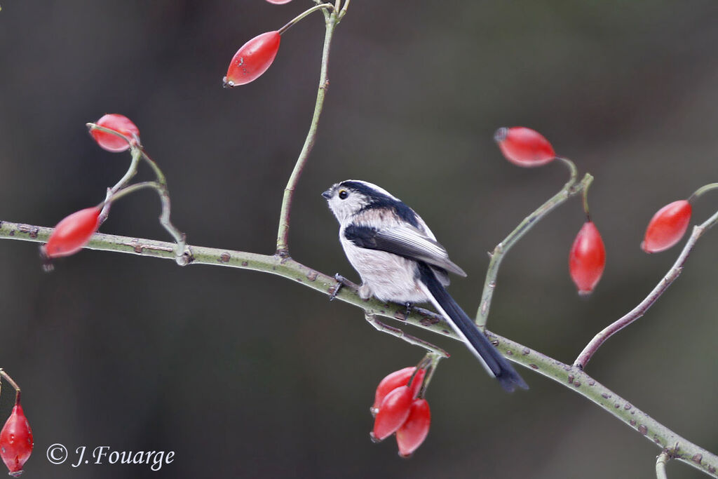 Long-tailed Tit