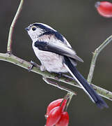 Long-tailed Tit