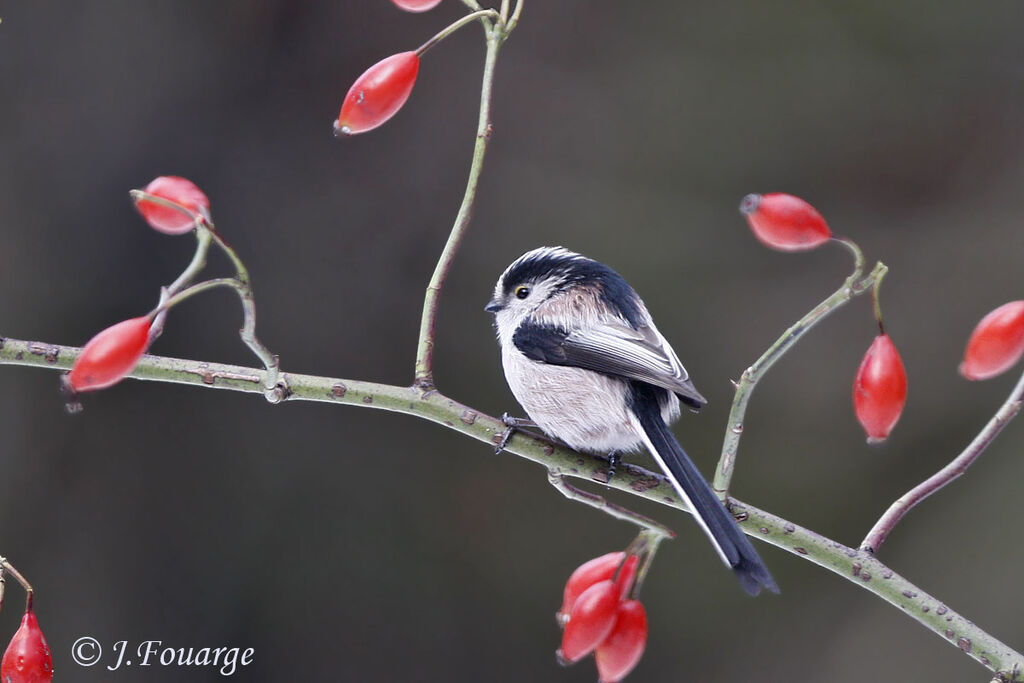 Long-tailed Tit, identification