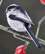 Long-tailed Tit