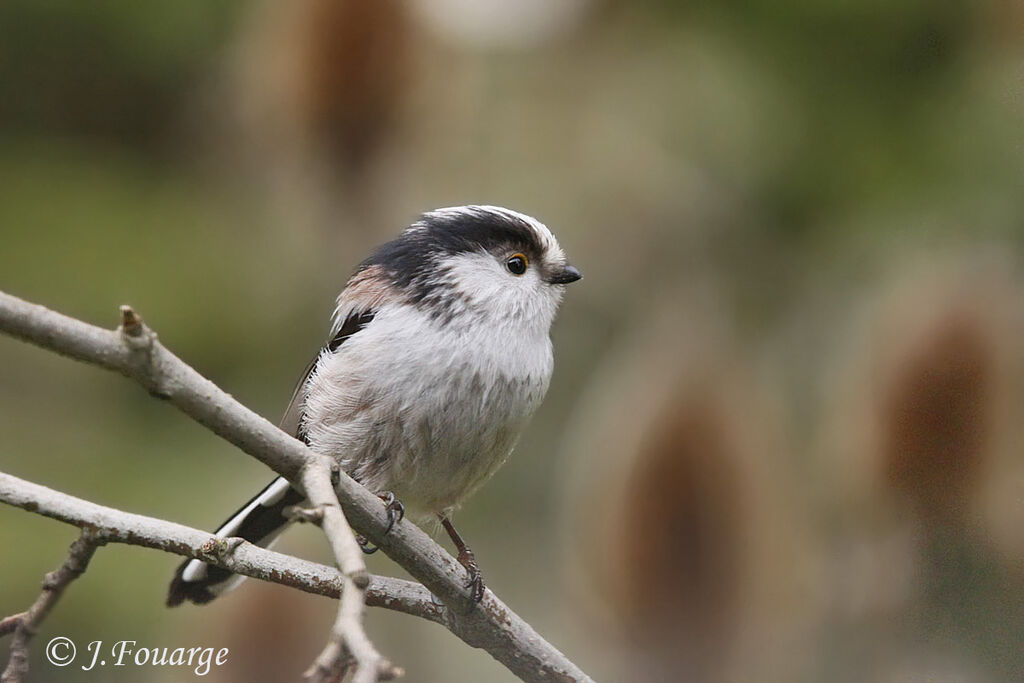 Long-tailed Titadult, identification