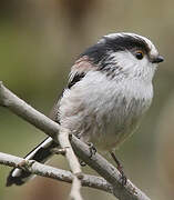 Long-tailed Tit