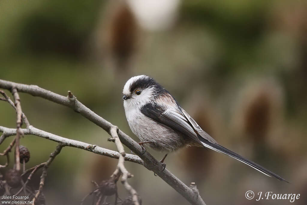 Long-tailed Titadult, identification