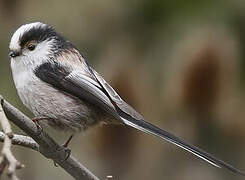 Long-tailed Tit