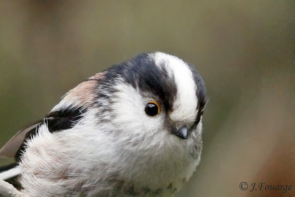 Long-tailed Titadult, identification