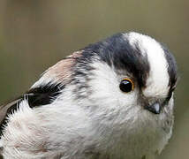 Long-tailed Tit