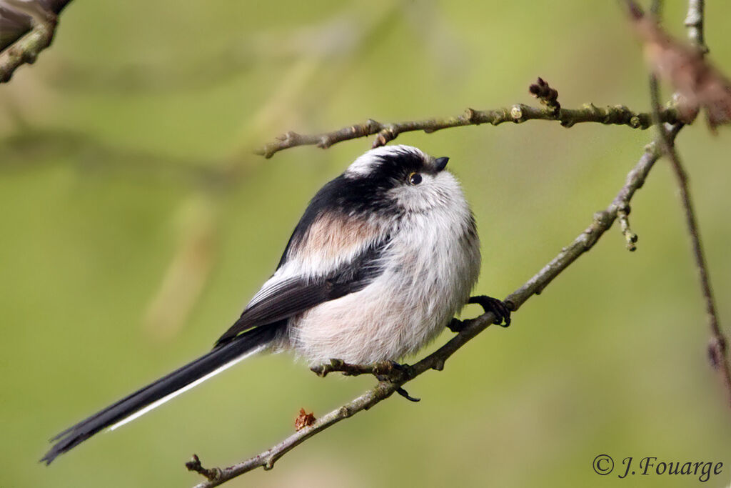 Long-tailed Titadult, identification