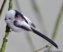 Long-tailed Tit