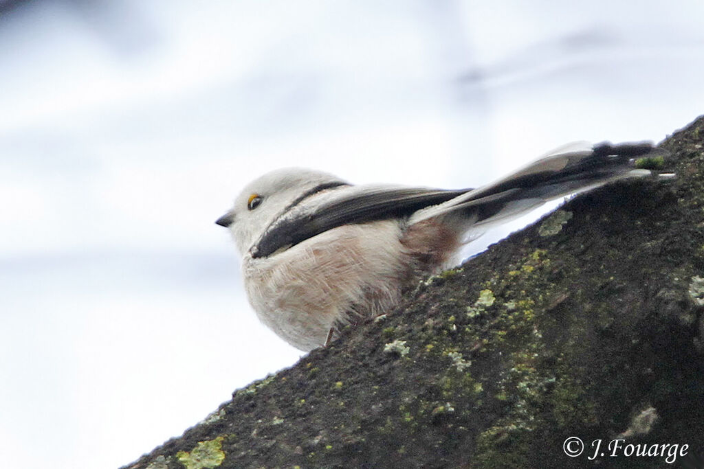 Long-tailed Tit, song