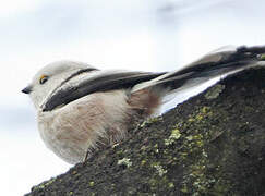 Long-tailed Tit