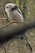 Long-tailed Tit