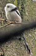 Long-tailed Tit