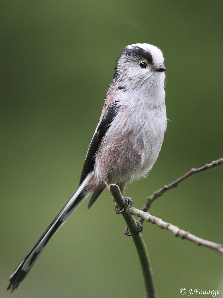 Long-tailed Titadult, identification