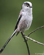 Long-tailed Tit