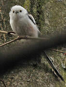 Long-tailed Tit