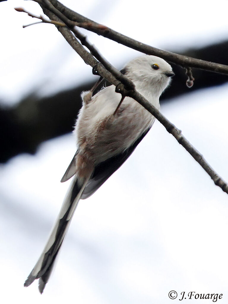 Long-tailed Tit, song