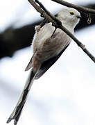 Long-tailed Tit