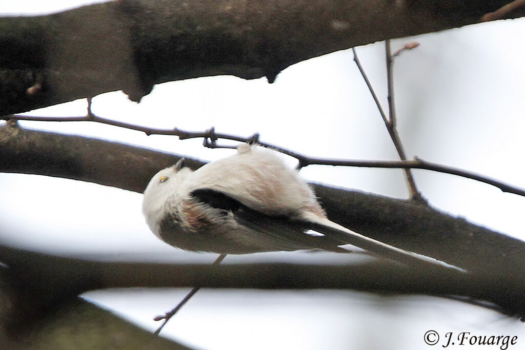 Long-tailed Tit, song