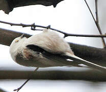 Long-tailed Tit