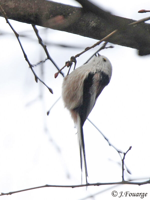 Long-tailed Tit, song