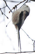 Long-tailed Tit