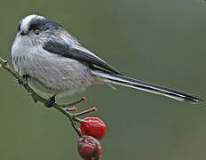 Long-tailed Tit