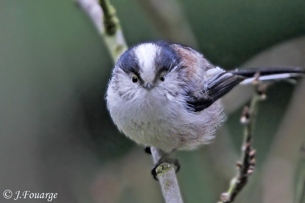 Long-tailed Tit, song