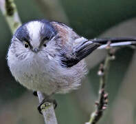 Long-tailed Tit