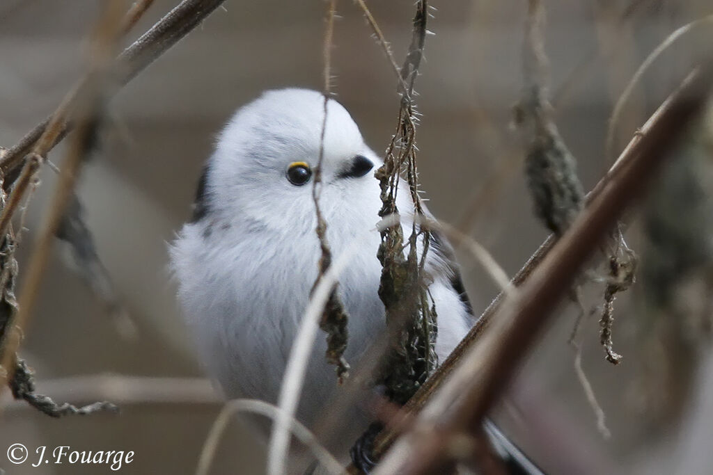 Long-tailed Tit, identification, song