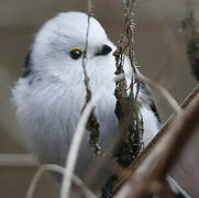 Long-tailed Tit