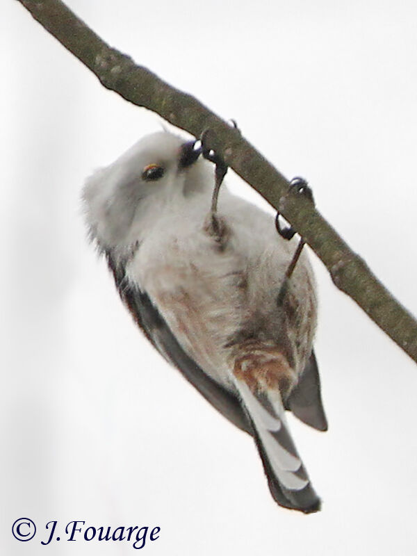 Long-tailed Tit, identification, feeding habits, song