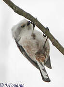 Long-tailed Tit