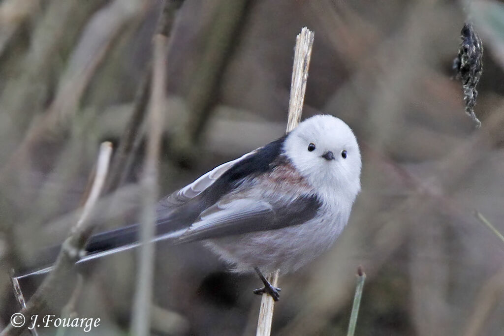 Long-tailed Tit