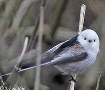 Long-tailed Tit