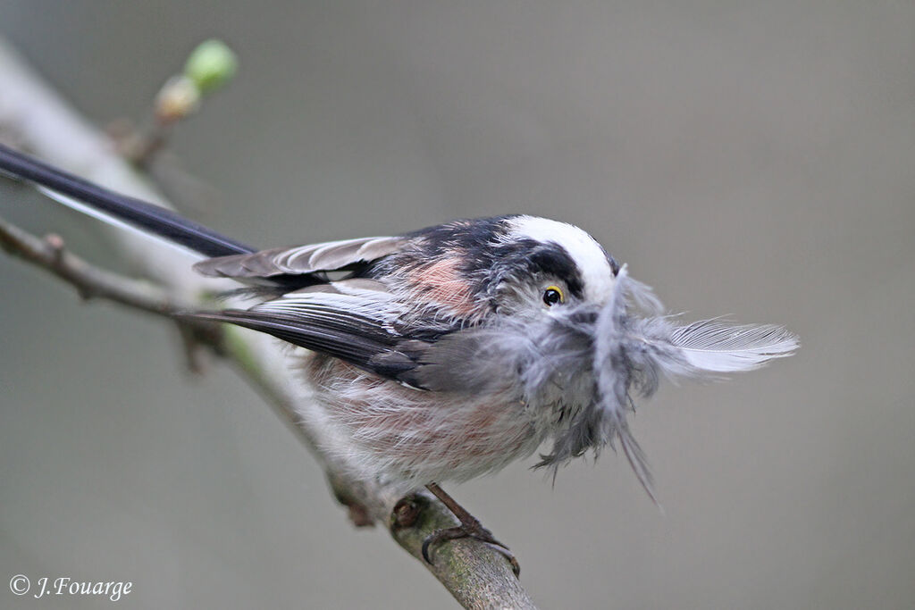 Long-tailed Titadult, Reproduction-nesting, Behaviour