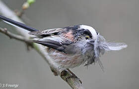 Long-tailed Tit