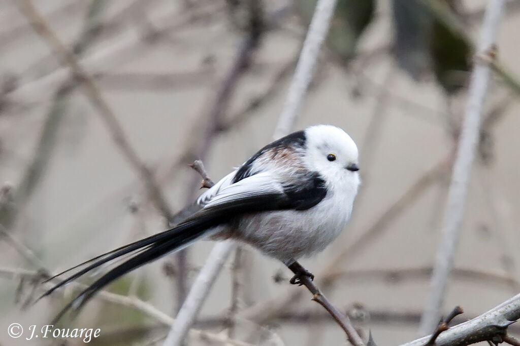 Long-tailed Tit