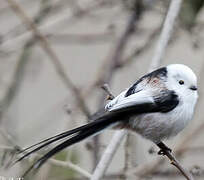 Long-tailed Tit