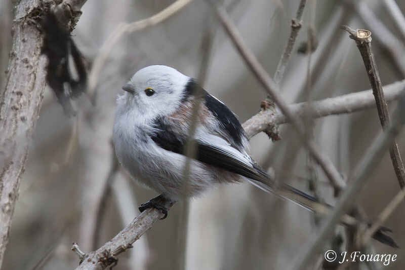 Long-tailed Tit, identification, song