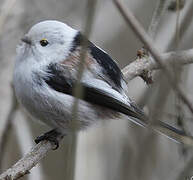 Long-tailed Tit