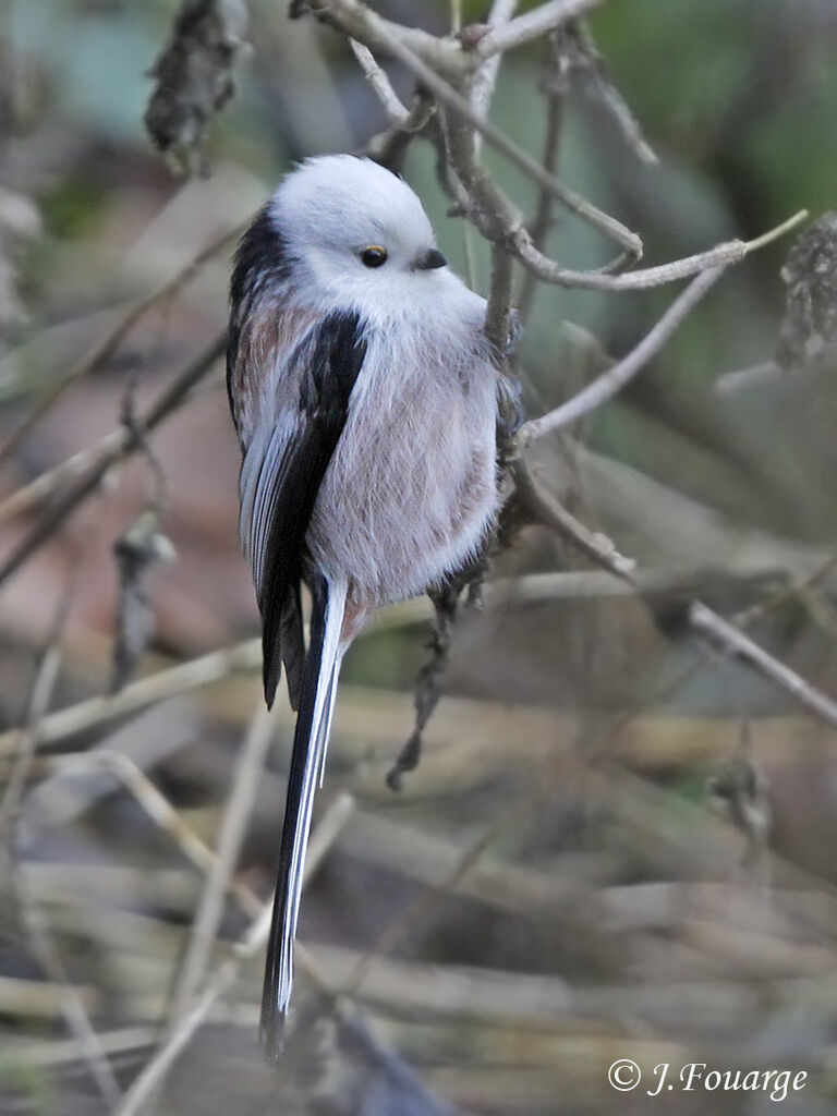 Long-tailed Tit, identification, song