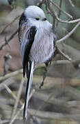 Long-tailed Tit