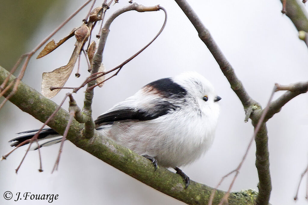 Long-tailed Tit