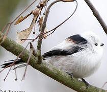 Long-tailed Tit