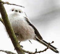 Long-tailed Tit