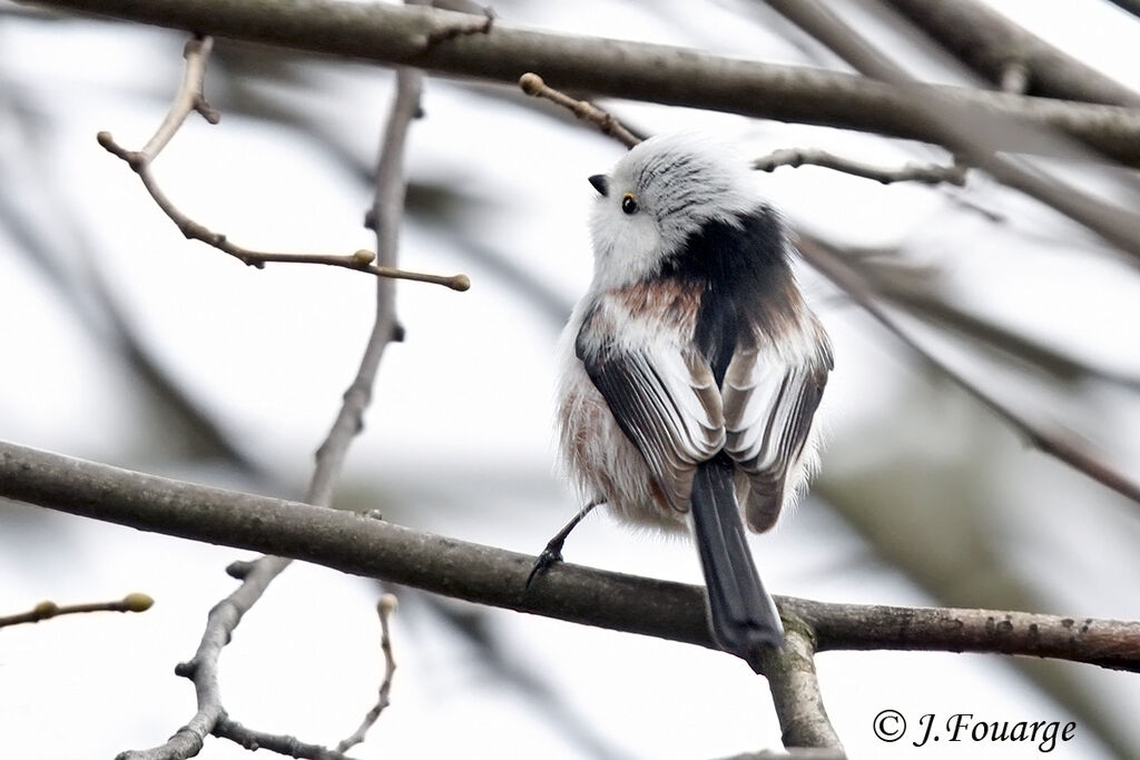 Long-tailed Tit