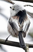 Long-tailed Tit