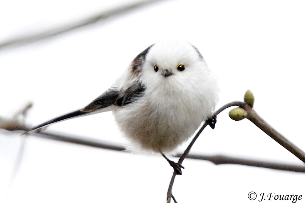 Long-tailed Tit