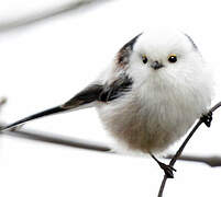 Long-tailed Tit